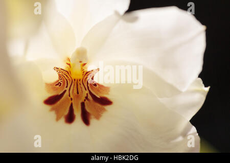 Stiefmütterchen Orchidee Miltoniopsis Stockfoto