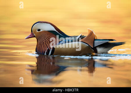 Mandarin Ente ( Aix galericulata ), farbenfroher drake im Zuchtkleid, Schwimmen auf goldenem glitzerndem Wasser, voller Körper, Seitenansicht, Tierwelt, Europa. Stockfoto