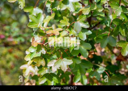 Laub von Montpellier Ahorn, Acer Monspessulanum, Foto in Provinz Guadalajara, Spanien. Stockfoto