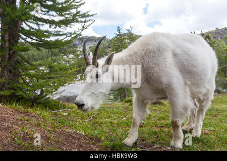 Bergziege Stockfoto