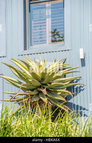 Aloe-Pflanze vor Haus Stockfoto