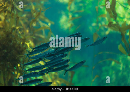 Pazifische Sardine Fisch Stockfoto