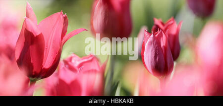 blühenden Blumen Trauer Konzept getönt Stockfoto