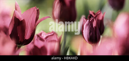 blühenden Blumen Trauer Konzept getönt Stockfoto