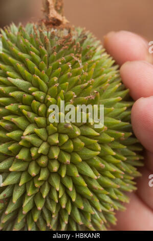 Durian Frucht aus nächster Nähe Stockfoto