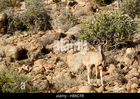 Weibliche Kudu suchen - Karoo-Nationalpark Stockfoto