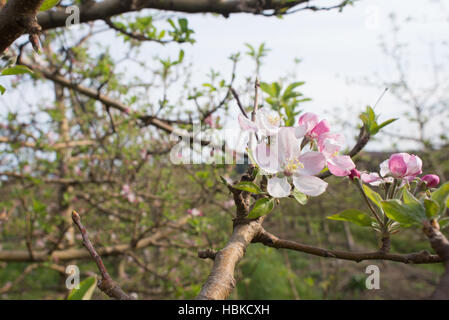 Apfelblüte im Frühjahr Stockfoto