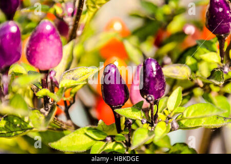 Mehrfarbige chili Pflanze Stockfoto