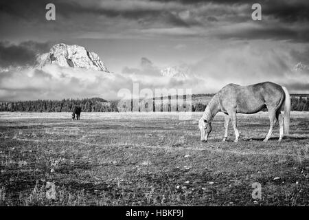 Schwarz / weiß Foto von grasenden Pferden, Wyoming, USA. Stockfoto