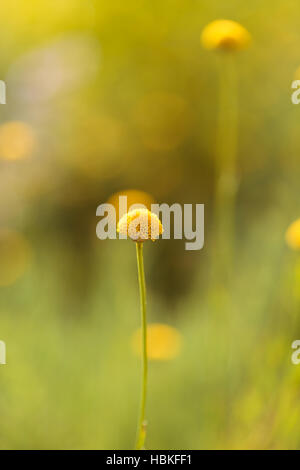 Craspedia Billy Kugeln gelbe Blume Stockfoto