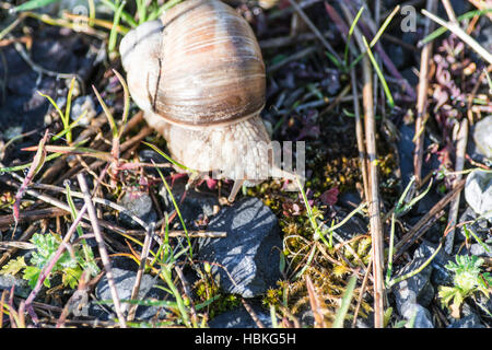 Essbare Schnecken in ihrem natürlichen Lebensraum Stockfoto