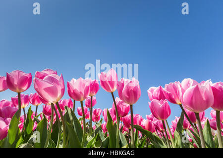 Rosa Tulpen Feld mit blauem Himmel Stockfoto