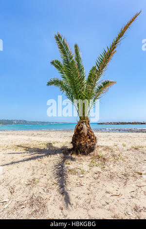 Tropische Palmen am Sandstrand Stockfoto