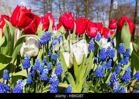 Rot weiße blaue Blüten im Frühling Stockfoto