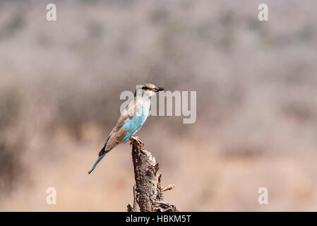 Ein thront Blauracke Stockfoto