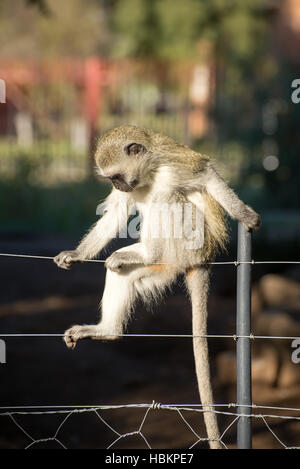 Affe posiert auf Zaun Stockfoto