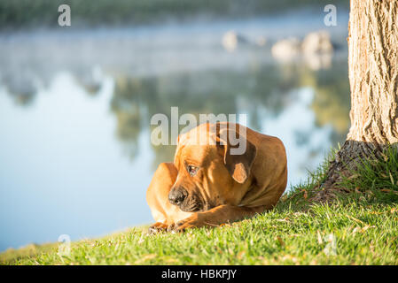 Boerboel Hund von Baum am Ufer Stockfoto