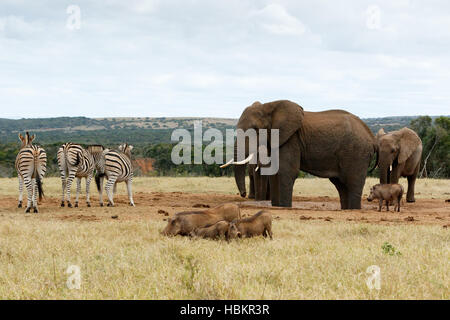 The Big Boss der afrikanischen Busch-Elefant Stockfoto