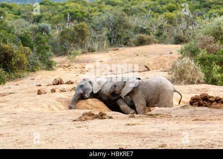 Afrikanischer Bush Elefant nur Mama spielen Stockfoto