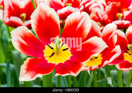 Rote weiße Tulpe im Bereich der Tulpen Stockfoto