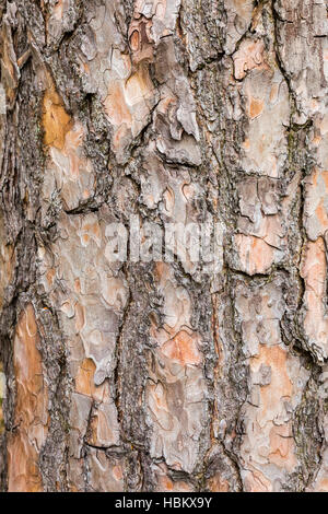 Rinde der Föhre Baum als Hintergrund Stockfoto