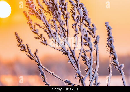 Winter Pflanzen Raureif Stockfoto