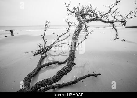 Treibholz auf Jagd Island in South carolina Stockfoto