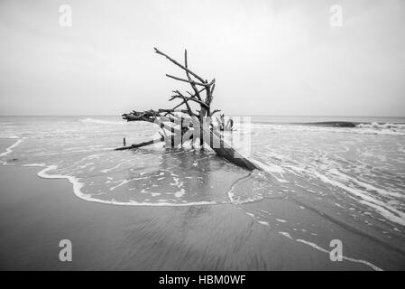 Treibholz auf Jagd Island in South carolina Stockfoto