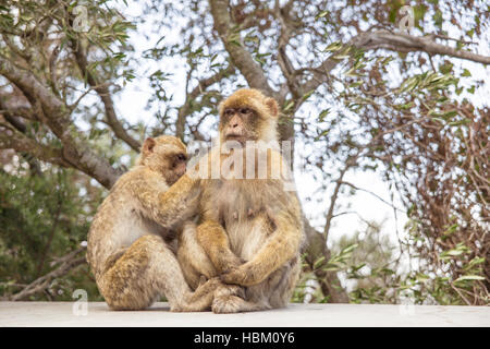 Zwei Makaken auf den Felsen von Gibraltar. Stockfoto