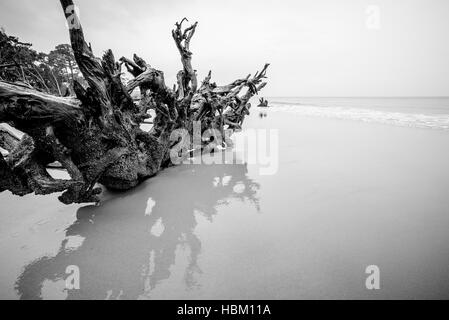 Treibholz auf Jagd Island in South carolina Stockfoto