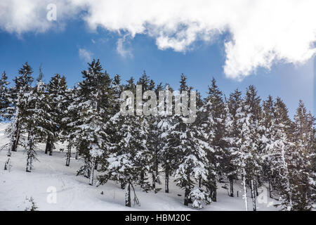 Winter-Szene in Poiana Brasov Stockfoto