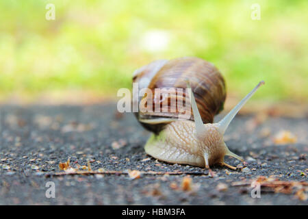 Schnecke auf der Straße Stockfoto