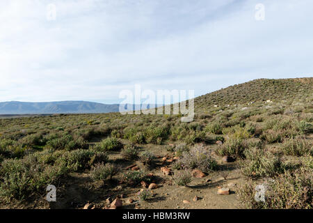 Schafbeweidung im Tankwa-Karoo Stockfoto