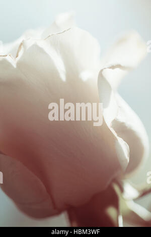 Weiße rose Hintergrund Stockfoto