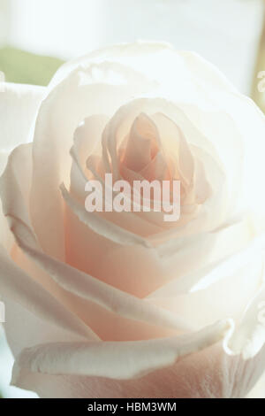 Weiße rose Hintergrund Stockfoto