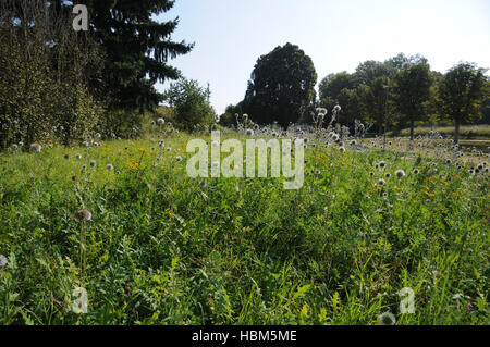Echinops Ritro, Globe-Distel Stockfoto