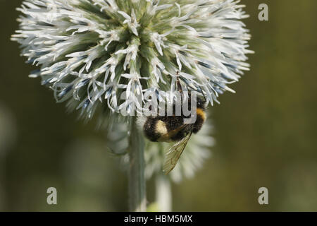 Echinops Ritro, Globe-Distel, Hummel Stockfoto
