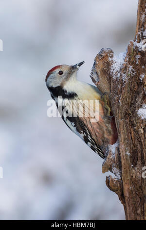 Mittelspecht, Sucht eine Morschem Baumstamm Nach noch, Mittel-Specht, Specht, Leiopicus Medius, Dendrocopos Medius, Picoides Medius, mittlerer gefleckte w Stockfoto