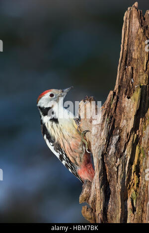 Mittelspecht, Sucht eine Morschem Baumstamm Nach noch, Mittel-Specht, Specht, Leiopicus Medius, Dendrocopos Medius, Picoides Medius, mittlerer gefleckte w Stockfoto