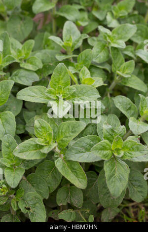 Oregano, Wilder Dost, Blatt, Blätter Vor der Blüte jedoch Dost, gemeinen Dost, Origanum Vulgare, Oregano, wilder Majoran Stockfoto