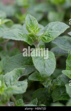 Oregano, Wilder Dost, Blatt, Blätter Vor der Blüte jedoch Dost, gemeinen Dost, Origanum Vulgare, Oregano, wilder Majoran Stockfoto