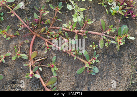 Portulak, Gemüse-Portulak, Portulaca Oleracea SSP. Sativa, gemeinsame Portulak, Verdolaga, Fuchsschwanz, wenig Bärenklau Pursley, Moss ros Stockfoto