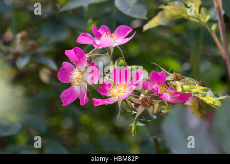 Rotblatt-Rose, Rotblättrige Rose, Hecht-Rose, Hechtrose, Bereifte Rose, Rosa Glauca, Rosa Rubrifolia, Roas Rubifolia, rot-leaved Rose, Redleaf Rose, L Stockfoto