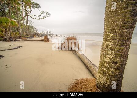 Treibholz auf Jagd Island in South carolina Stockfoto