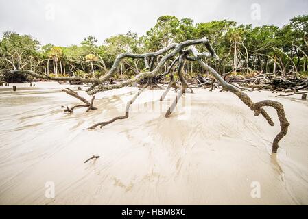 Treibholz auf Jagd Island in South carolina Stockfoto