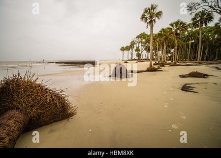 Treibholz auf Jagd Island in South carolina Stockfoto