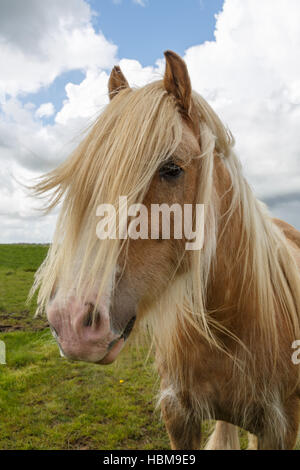 Irish Cob Mix Portrait Stockfoto