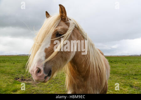 Irish Cob Mix Portrait Stockfoto