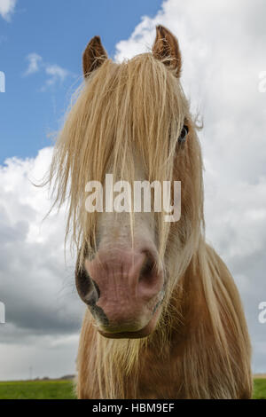 Irish Cob Mix Portrait Stockfoto