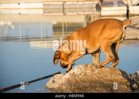 Boerboel Hund holen Stock im Wasser Stockfoto